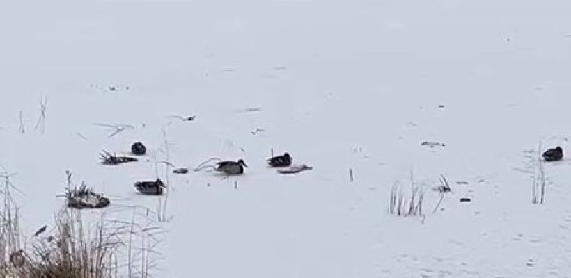 В Якутске на озерах замерзают утки