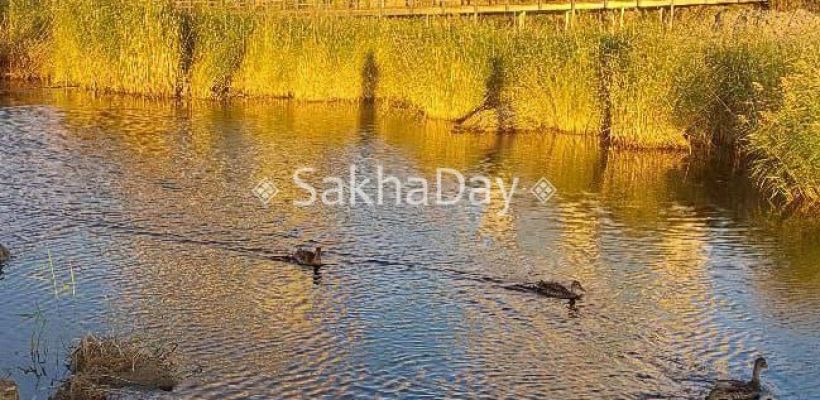 В Якутске утки не улетают из-за подкормки. Экологи просят горожан не кормить птиц