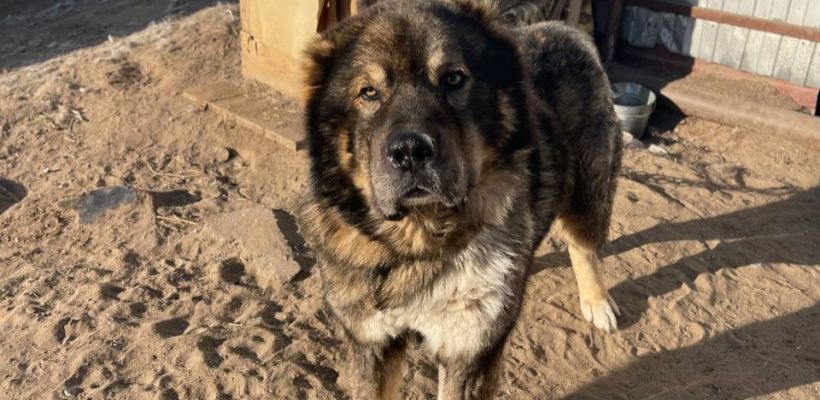 На носу ноябрь, а приют «Помоги выжить» до сих пор не получил финансирование