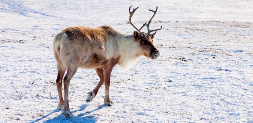 Радостная весть: Большая часть оленей, пропавших в Оленекском районе, нашлась