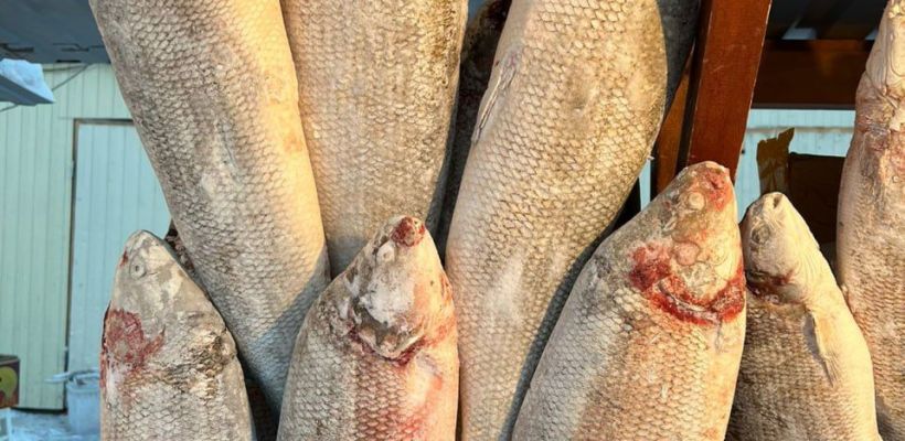 Россияне едят слишком мало рыбы