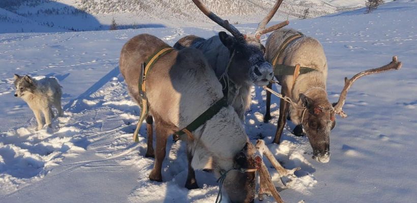 ЧП в оленекской тундре. Несколько волчьих стай увели оленстадо в более 900 голов!
