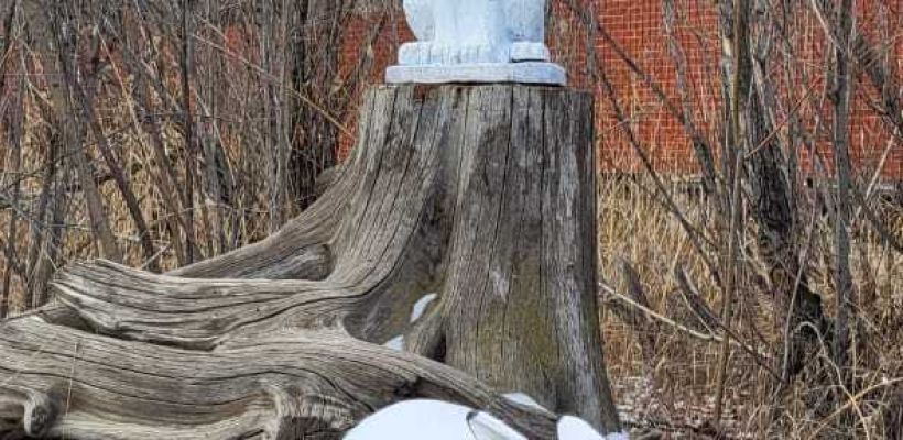 Белые зайчики снова на посту!