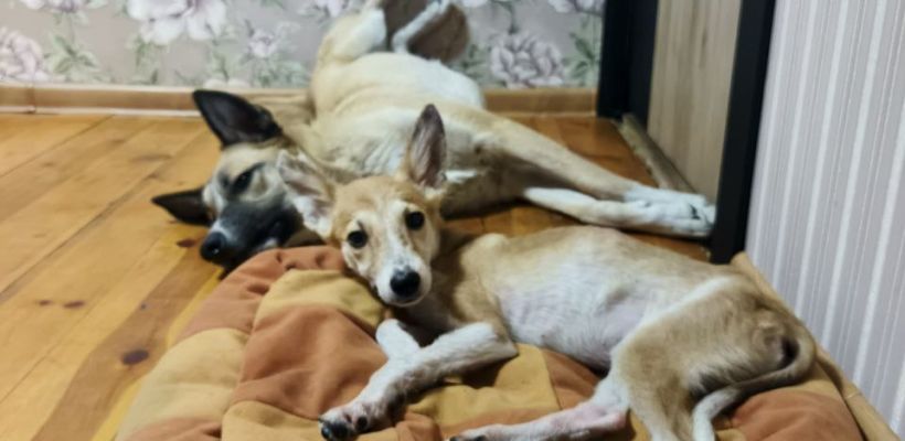 "У нас с собой было 8 кошек, 9 собак, попугай и крыски". Якутская зоозащитница пересекла всю страну вместе со своими подопечными