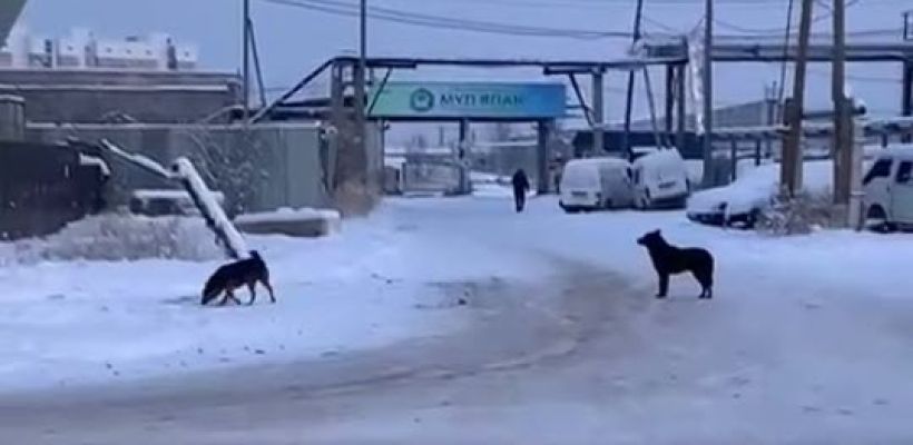 В Якутске собаки накинулись на женщину и порвали ей пальто