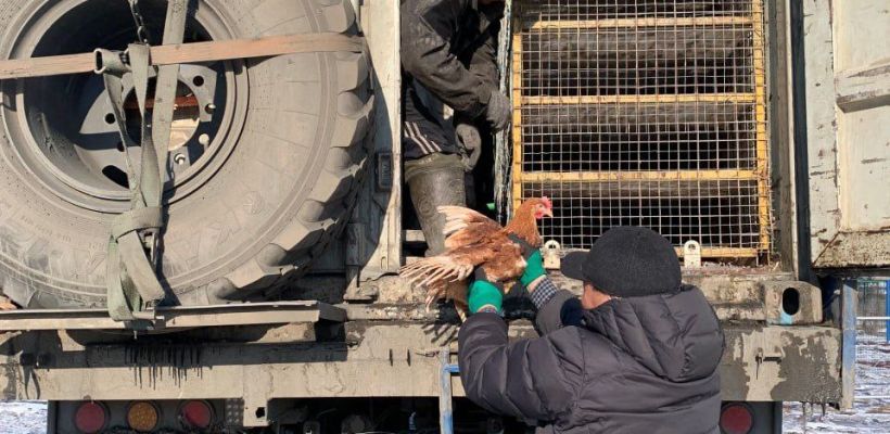 В «Якутской Птицефабрике» не выплачивали сотрудникам за сверхурочную работу