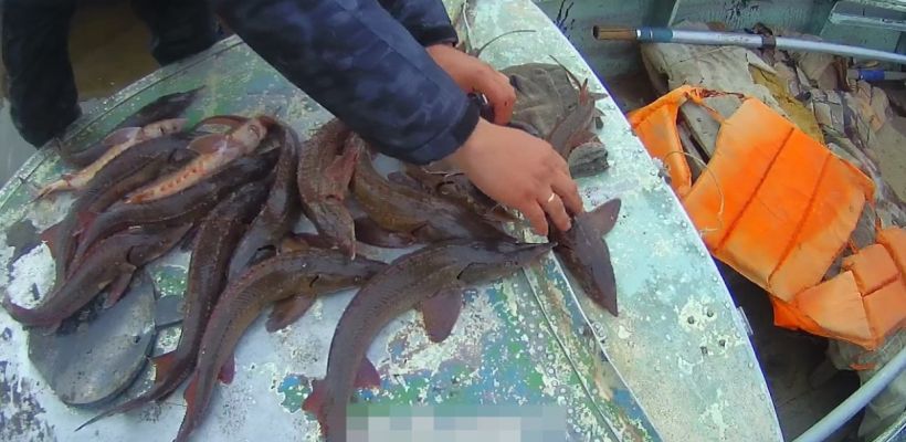 В Якутии транспортные полицейские задержали пожилых мужчин, подозреваемых в  незаконной ловле краснокнижного осетра