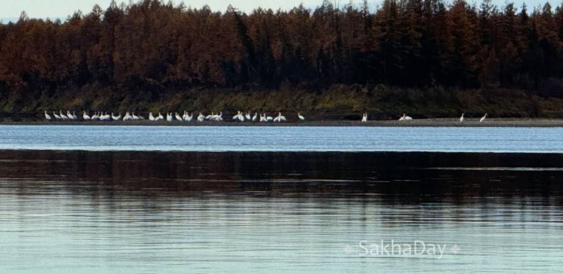В Якутии ликвидируют Фонд по изучению и сохранению стерха