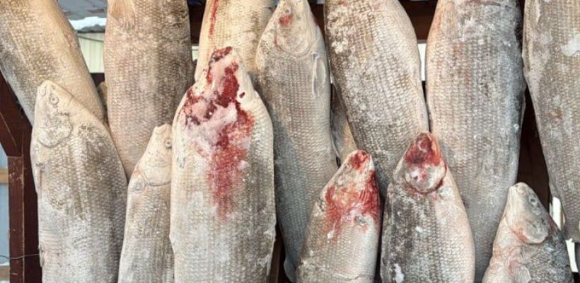 Фотофакт: В Якутске рыба на строганину обойдется в 5 тысяч рублей за штуку