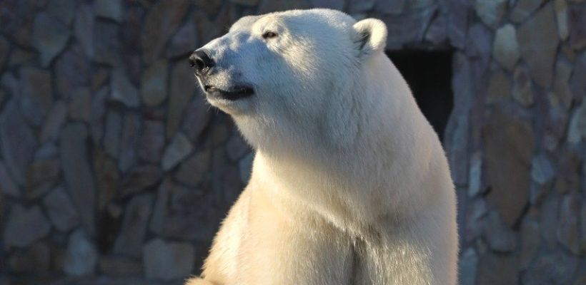 В Ленинградском зоопарке готовятся к дню рождения белой медведицы Хаарчааны