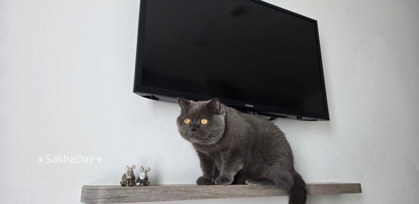 Как продать свою квартиру мэрии Якутска? Нельзя просто прийти в ДЖО…