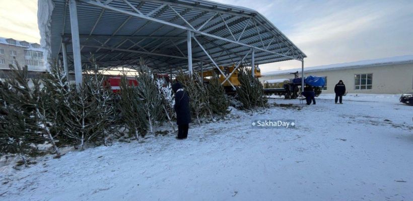 Незаконная рубка новогодней ели может грозить лишением свободы
