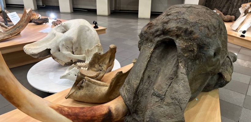 В Музей мамонта СВФУ доставили редкий экспонат — череп африканского слона