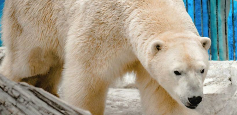 Белый медведь Алмаз отметил шестилетие в зоосаде «Приамурский»