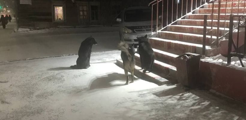 За стаи бродячих собак ответит Управление ветеринарии Якутии