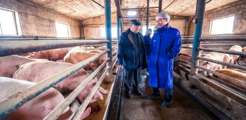 В Якутии обсуждают исчезновение местной свинины: «Где купить свежатину?»