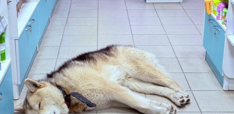 В Ленском районе суд принял решение о создании приюта для беспризорных животных