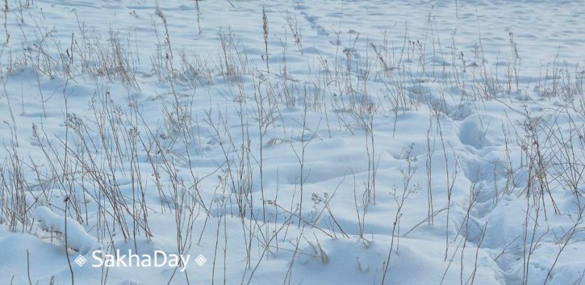 В Минэкологии провели повторную проверку на Зеленом лугу: "Точно не следы волка!"