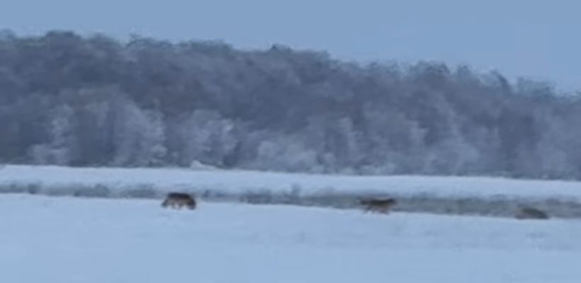 Правда ли, что в окрестности Якутска забрели волки?