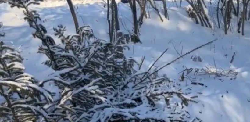 Глава Нерюнгринского района рассказал о "свинтусах", срубивших ель