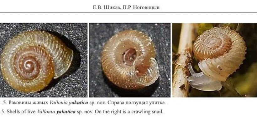 В Якутии школьный учитель открыл новый вид улитки, и назвал его в честь республики