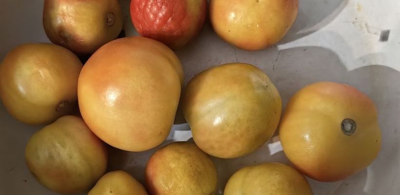 Почему помидоры "Саюри" не краснеют?