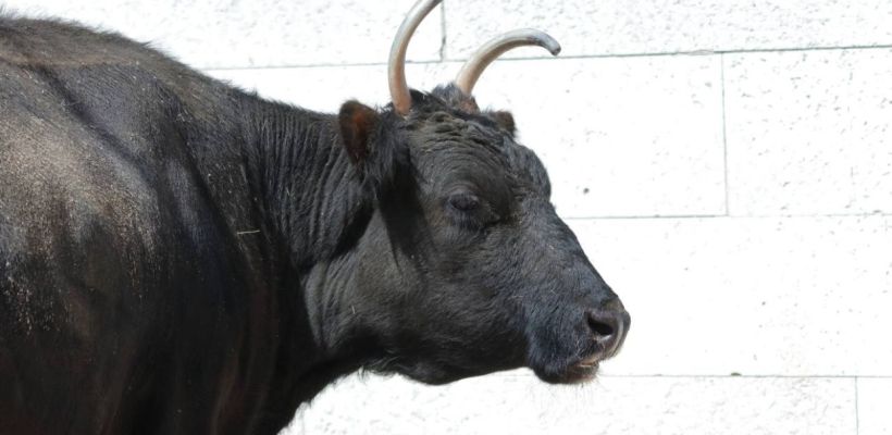 Ленинградский зоопарк: Ушли из жизни якутская корова Сахая, а следом бык Мааны