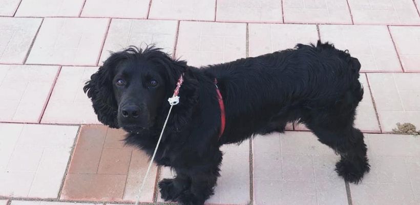 Россиян предупредили о штрафах за неправильный выгул домашних животных