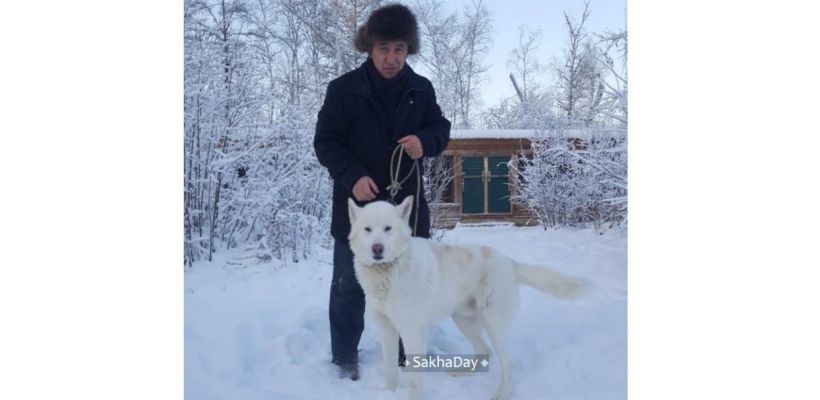 Волчицу застрелили на улице Хабарова около магазина «Прогресс»