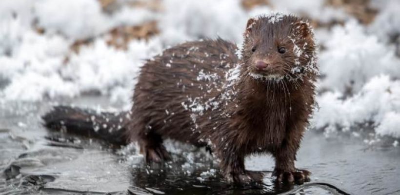 Якутские ученые приступили к исследованию распространения американской норки