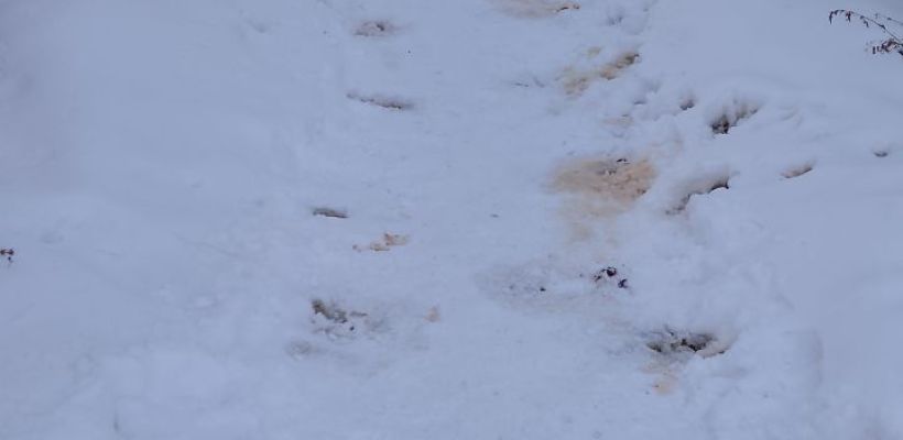 Жалобы жителей услышаны: на бар GreenLion завели дело