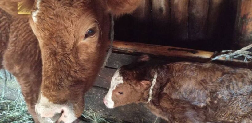 В Минсельхозе прокомментировали информацию о гибели в пожаре 56 голов крупного рогатого скота