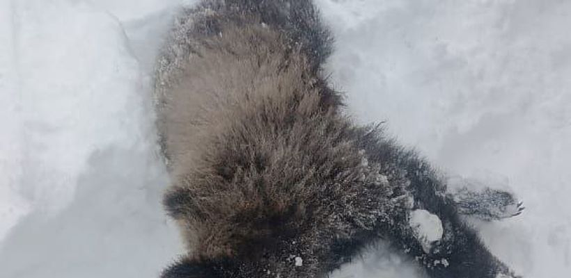 Фотофакт: Медвежонка застрелили в Момском районе