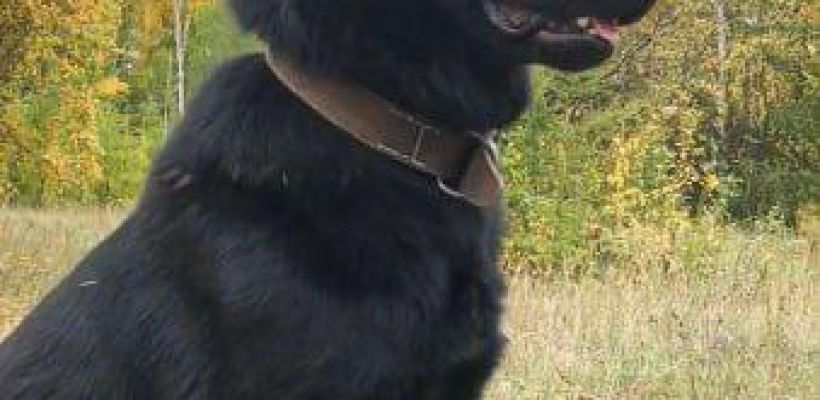 Легенда МВД Якутии Арес уходит на пенсию