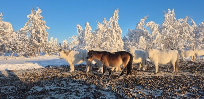 В Абыйском улусе три села ввели ЧС из-за смертельного для лошадей снега