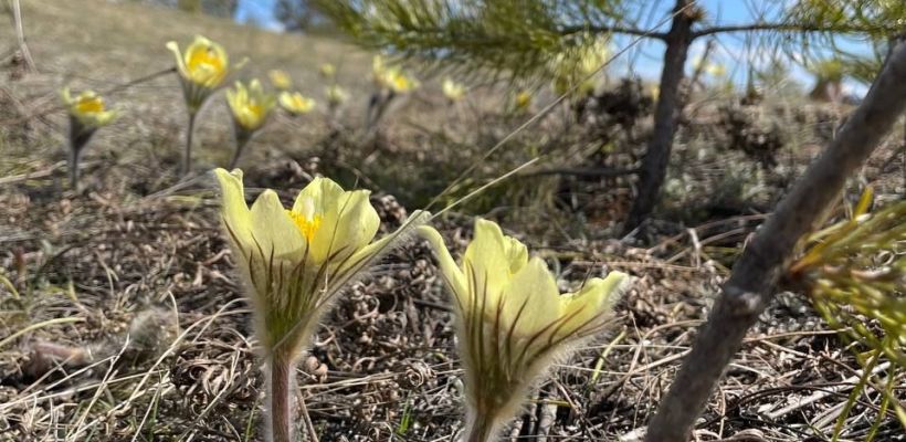 За сорванные подснежники россиянам может грозить срок