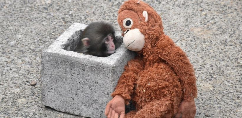 Якутянка еще раз навестила обезьянку Панчи