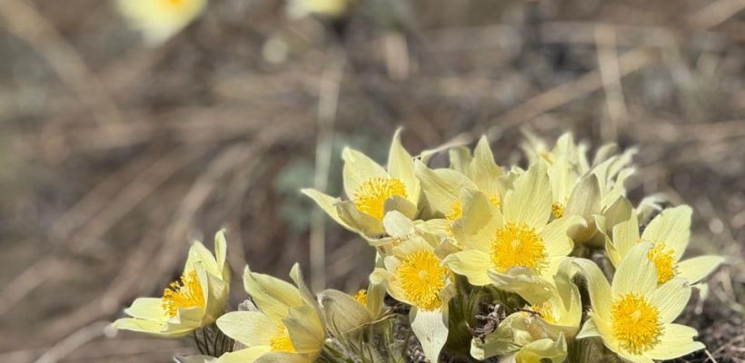 В Якутии ранее за сбор подснежников не штрафовали, но лучше судьбу сейчас не искушать
