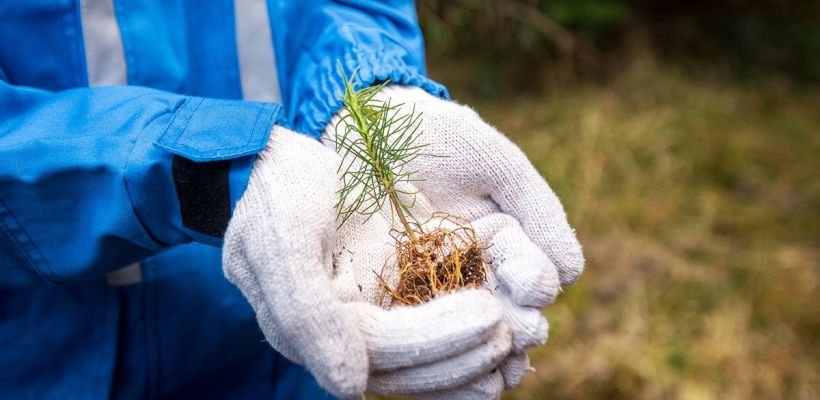 В Якутии высадили морозоустойчивые ели и сосны