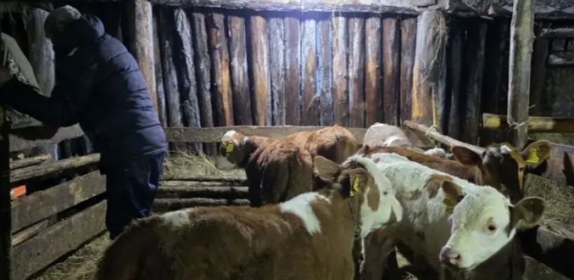 Минсельхоз Якутии прокомментировало ситуацию лишь после запросов журналистов