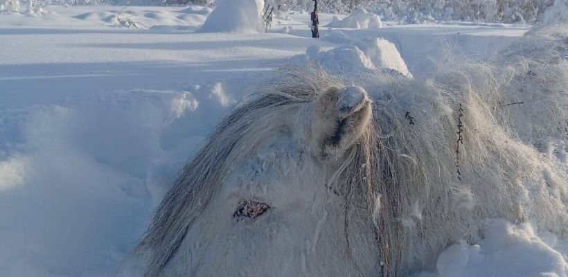 В Абыйском улусе из-за аномального снегопада погибли лошади. Удастся ли восстановить поголовье?