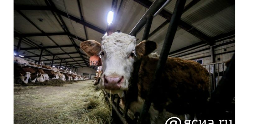 Новых случаев пастереллёза в Якутии не выявлено