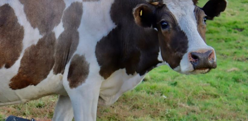 В Якутии в одной из частных ферм был выявлен пастереллез