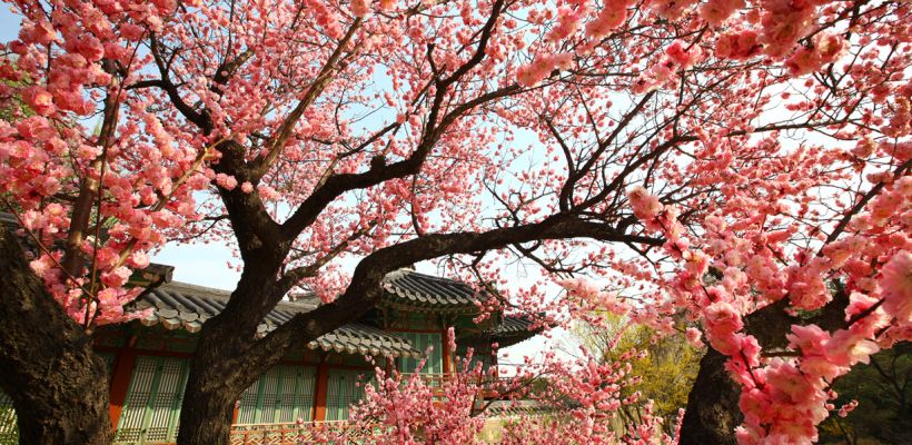 Весна в Корее: Центр туризма Кореи приглашает на выставку «МедЭКСПО» в тк «Кружало»