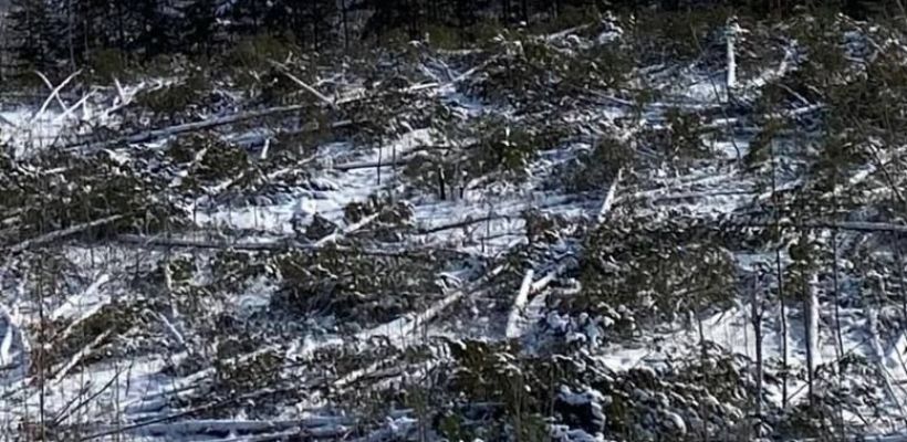 Туристы заметили вырубку леса у Птицефабрики. Минэкологии дало ответ