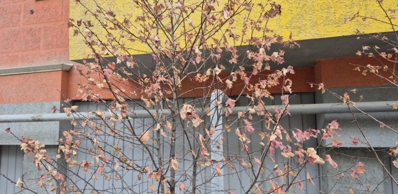 Почему в Якутске листья на деревьях за зиму не опали?