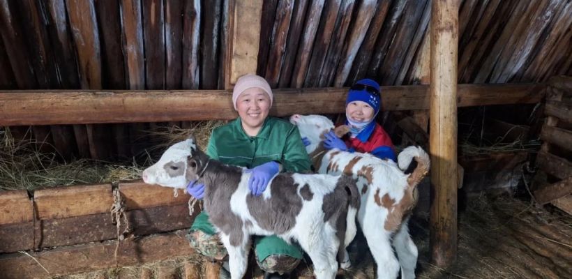 В Чурапчинском улусе родились телята-близнецы. В Управлении ветеринарии Якутии назвали это добрым знаком