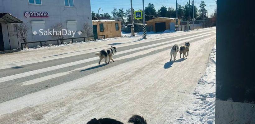 В Якутске добрый пес спас женщину от агрессивной стаи