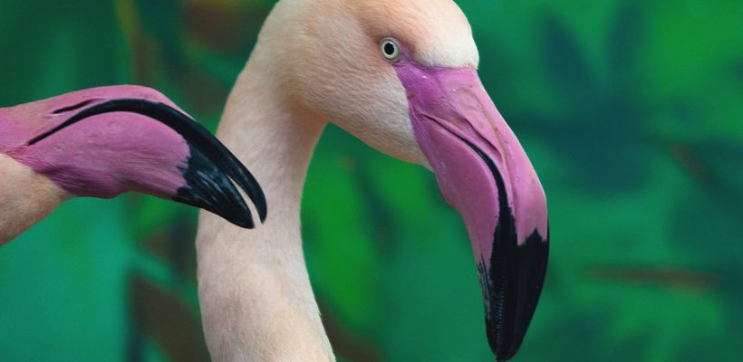 «Газпромнефть-Заполярье» обеспечило кормом розового фламинго из Якутии и его сородичей