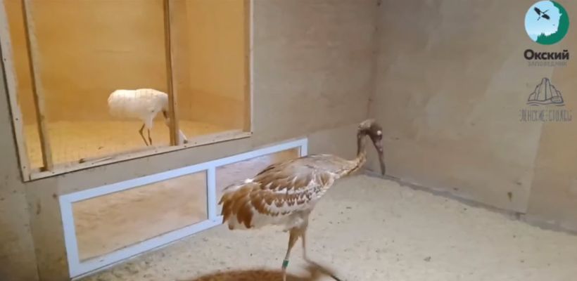 Якутские стерхи успешно пережили зиму в Окском заповеднике